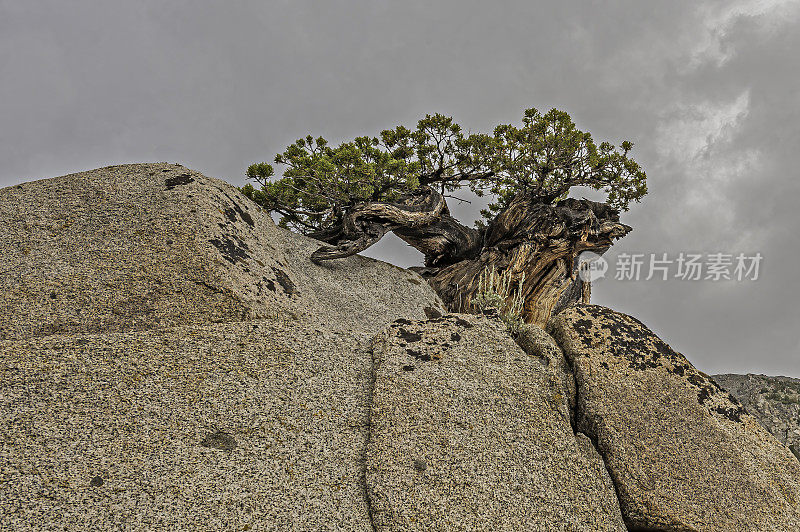 Juniperus grandis(西部Juniper或Sierra Juniper)是原产于美国西部的灌木或乔木。内华达山脉，绿色河流地区的玩具国家森林。加州。扭曲生长在花岗岩上。